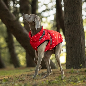 Christmas dog coat